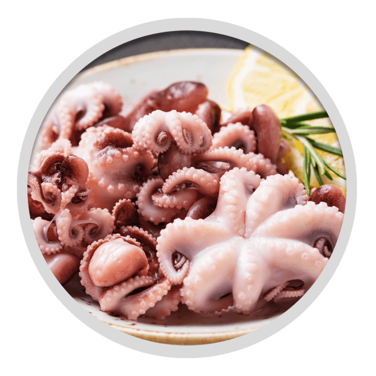 Baby Octopus