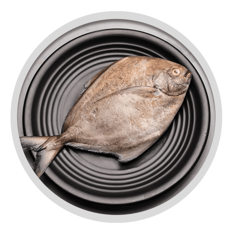Black Pomfret