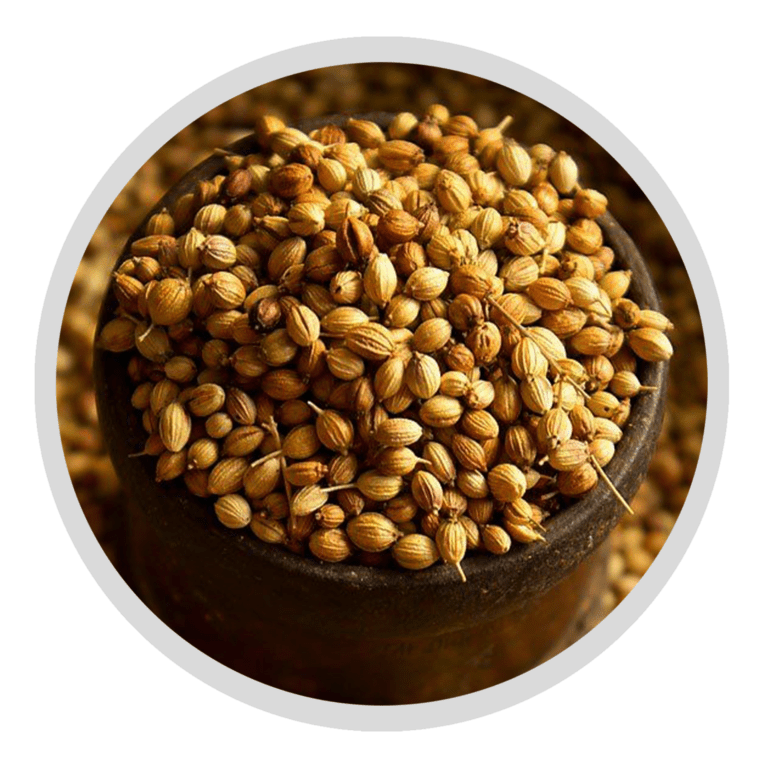 Coriander