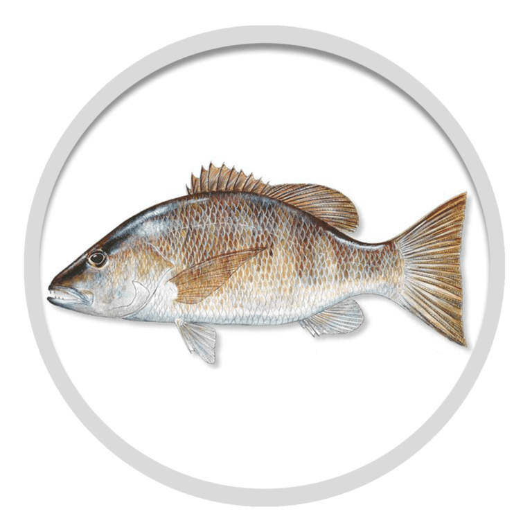 Gray Snapper