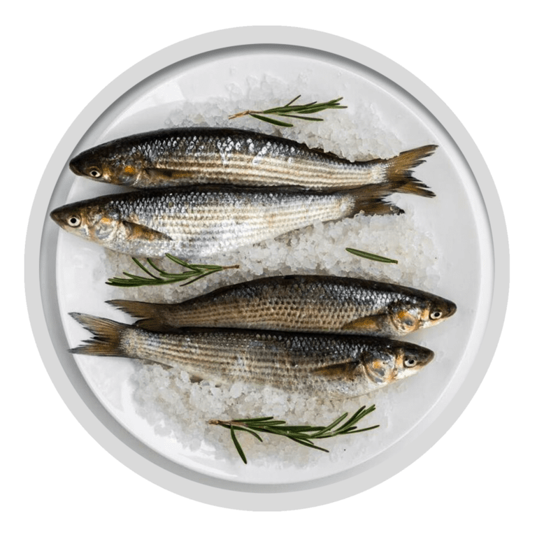 Mackerel fish