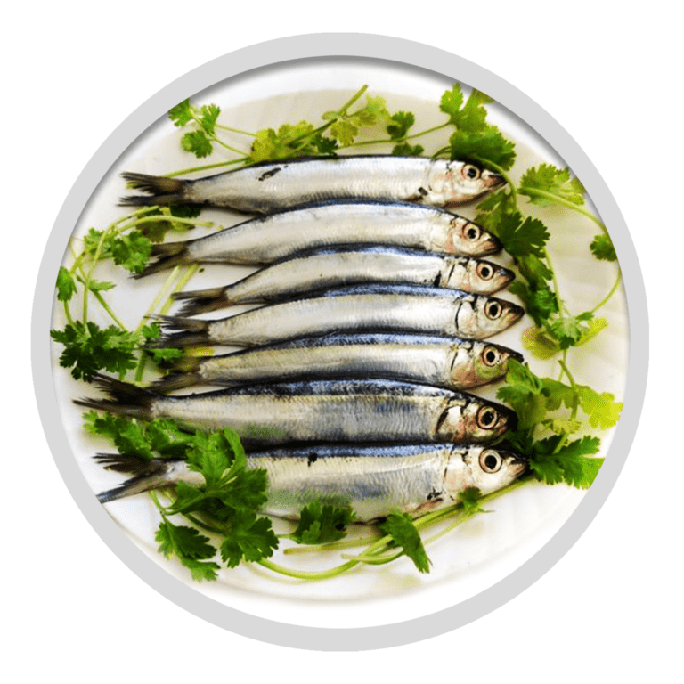 Sardine