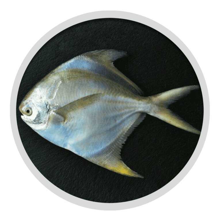 Silver Pomfret