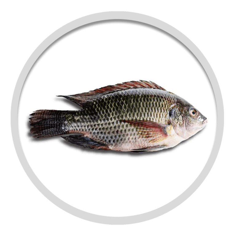 Tilapia