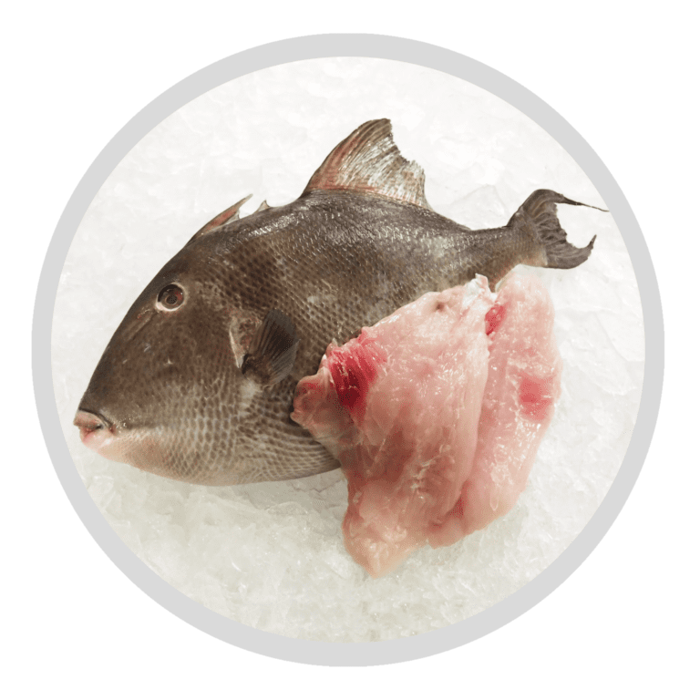 Trigger Fish