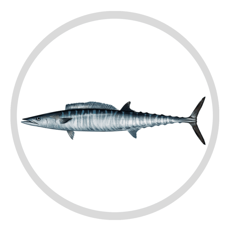Wahoo Fish