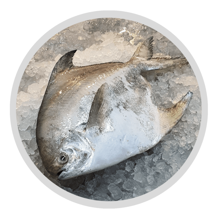White Pomfret