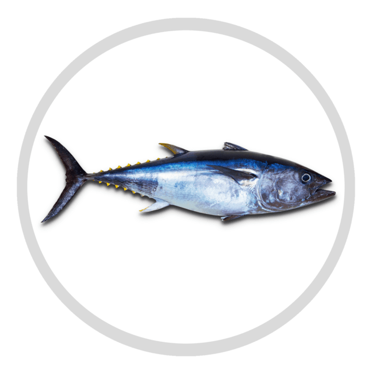 Yellowfin Tuna